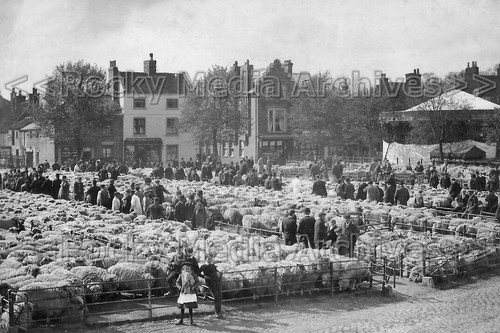 Wqr the sheep market may - the,